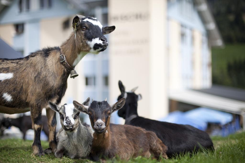 Hotel Rischli Sörenberg Exteriör bild